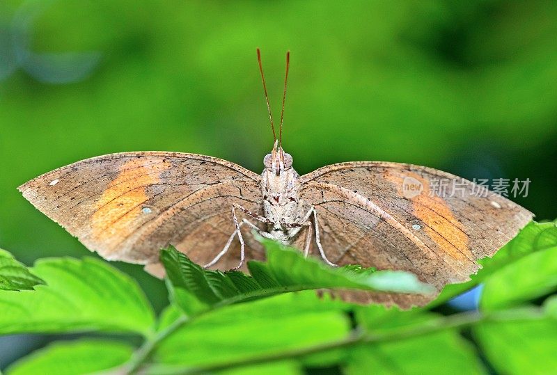 叶蝴蝶(Kallima inachus)展开翅膀看着镜头。